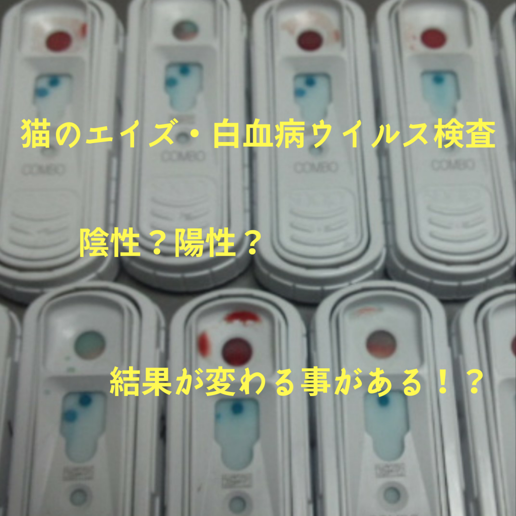 時期は キット Pcr 猫のエイズ 白血病ウイルス検査の結果解釈 公式 江東区 Zeroどうぶつクリニック 西大島駅近く