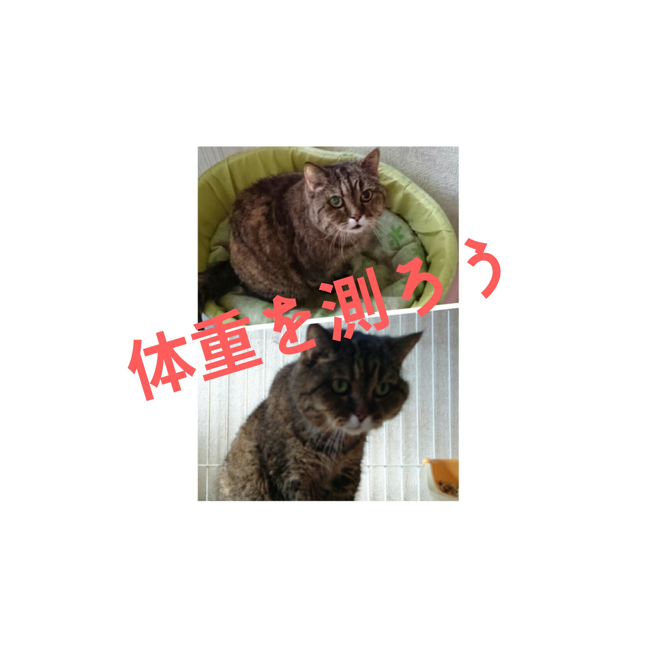 猫用 スペシフィックフード 選択ガイド - ZEROどうぶつクリニック(江東区・西大島駅)