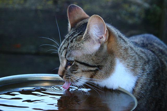 【脱水症状予防】水を飲まない猫に…おすすめの水分補給アイテム6選
